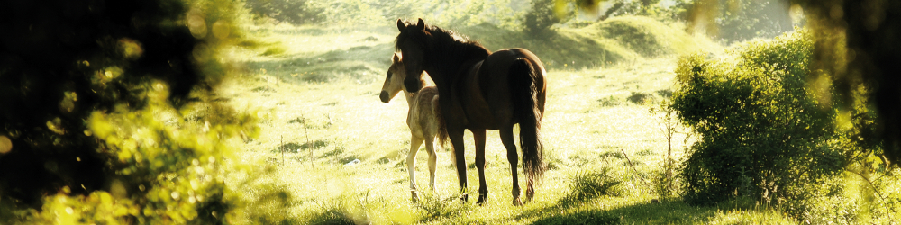 [Translate to Italienisch:] Diagnostic Animals - Furanalysis or Hairanalysis - Equine Horse